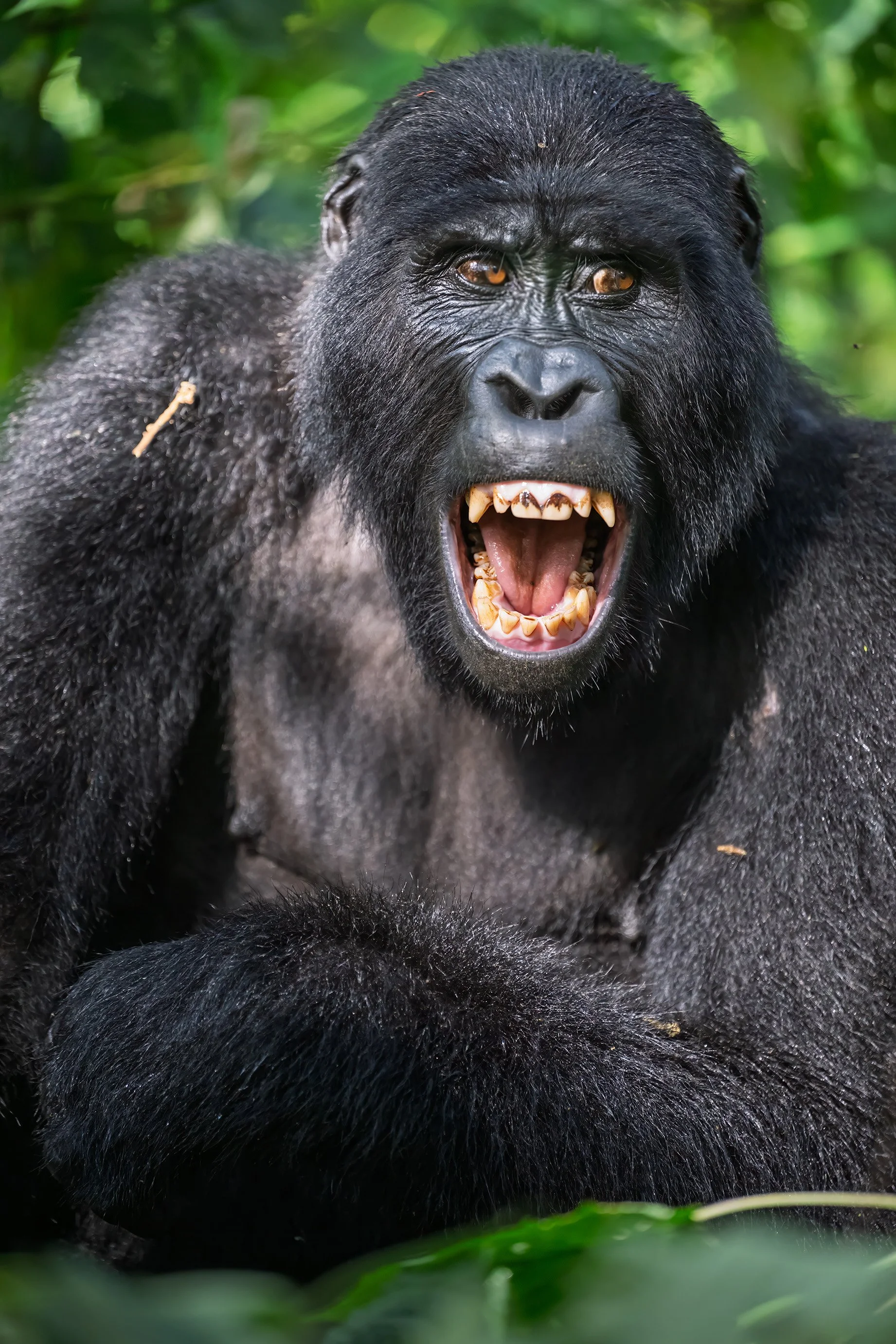 Mountain Gorillas; I Was Sitting in Their Living Room! — Go See It